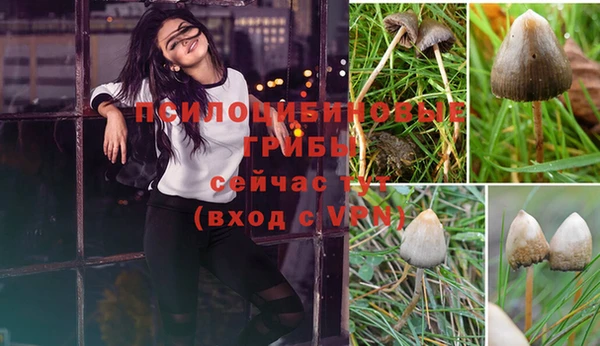 прущие грибы Дмитровск